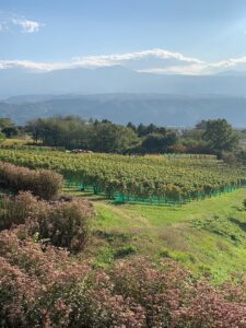 マーマノンマーマ