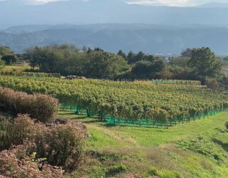 マーマノンマーマ