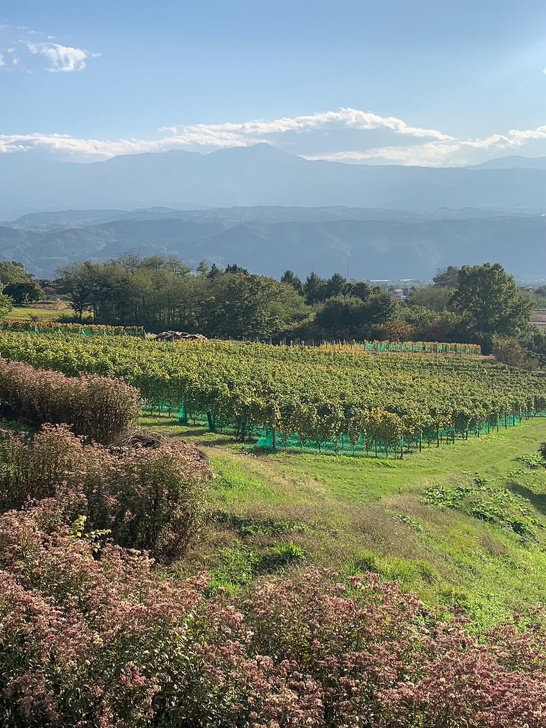 マーマノンマーマ