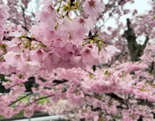 マーマノンマーマ