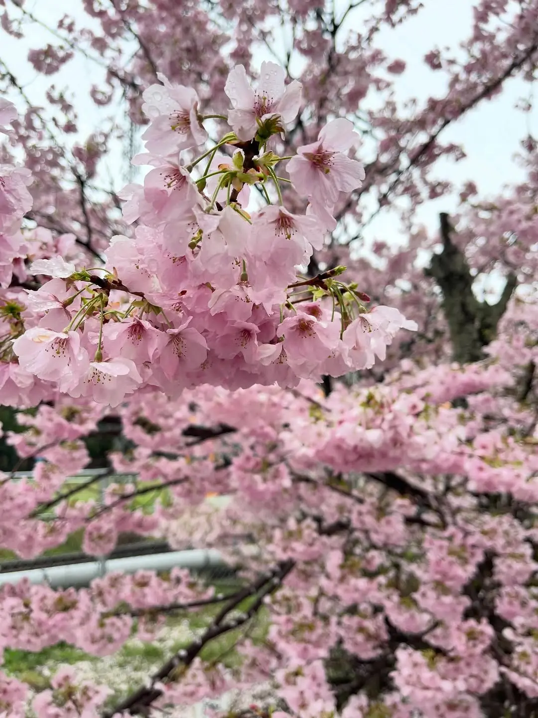 マーマノンマーマ